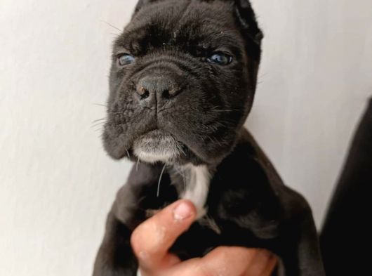 İri Baş Iri Kemik Cane Corso Bebekler görsel
