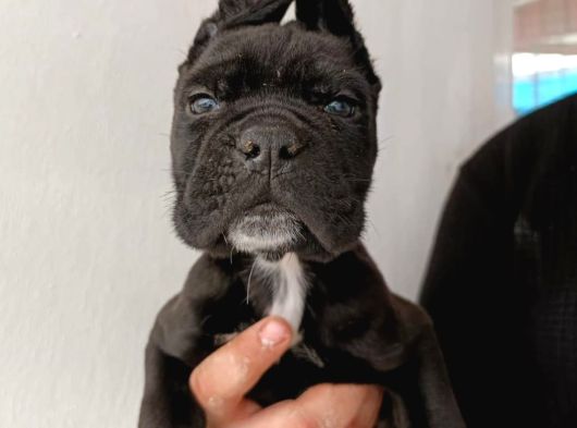 İri Baş Iri Kemik Cane Corso Bebekler görsel