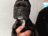 İri baş iri kemik cane corso bebekler