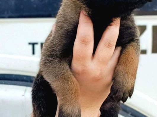 Narkotikten Gelme Anne Babanın Yavruları görsel