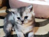 Safkan A Kalite Evden Çok Güzel Bebekler  Ücretli