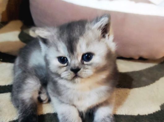 Safkan A Kalite Evden Çok Güzel Bebekler  Ücretli görsel