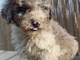 Turkiyede Tek Merke Labradoodle  Yavru