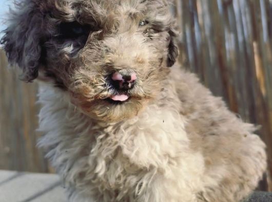 Turkiyede Tek Merke Labradoodle  Yavru görsel