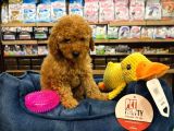 Orj Babyface Poodle Bebeklerimiz
