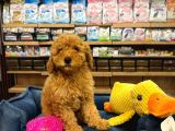 Orj Babyface Poodle Bebeklerimiz