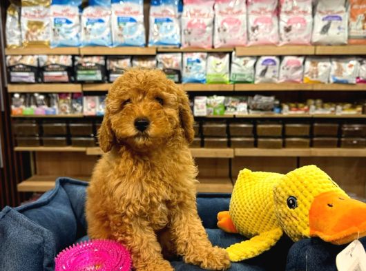 Orj Babyface Poodle Bebeklerimiz