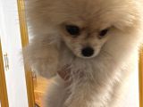 Dünyalar Tatlısı Pomeranian Yavrumuz