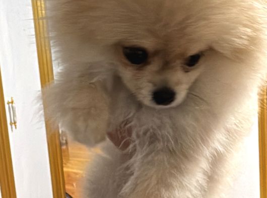 Dünyalar Tatlısı Pomeranian Yavrumuz görsel