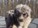 Turkiyede Tek Merke Labradoodle  Yavru