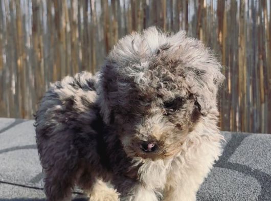Turkiyede Tek Merke Labradoodle  Yavru görsel