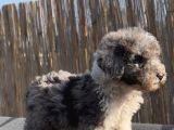 Turkiyede Tek Merke Labradoodle  Yavru