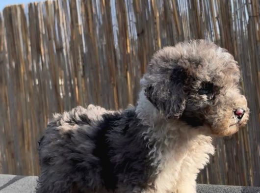 Turkiyede Tek Merke Labradoodle  Yavru görsel