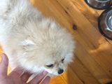 Dünyalar Tatlısı Pomeranian Yavrumuz