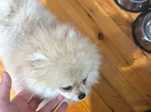 Dünyalar Tatlısı Pomeranian Yavrumuz görsel
