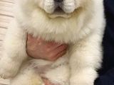 Anatomi̇ Hari̇kasi Chow Chow Bebekleri̇mi̇z