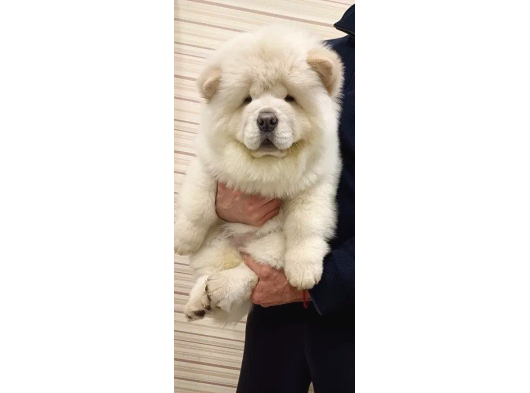 Anatomi̇ Hari̇kasi Chow Chow Bebekleri̇mi̇z görsel