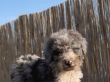 turkiyede tek merke Labradoodle  yavru