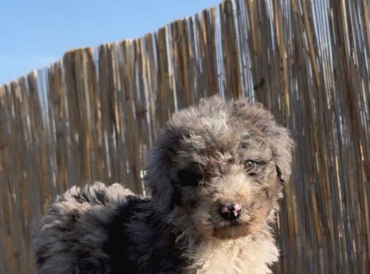 Turkiyede Tek Merke Labradoodle  Yavru