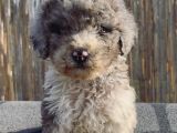 Turkiyede Tek Merke Labradoodle  Yavru