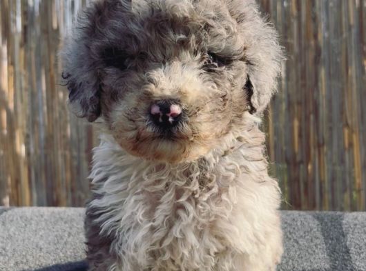 Turkiyede Tek Merke Labradoodle  Yavru görsel