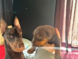 Kızıl Renk Iri Göğüs Doberman Bebekler