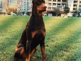 Kızıl Renk Iri Göğüs Doberman Bebekler