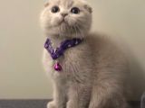Anotomi Harikası Özel Renk Lilac Scottish Fold