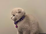 Anotomi Harikası Özel Renk Lilac Scottish Fold