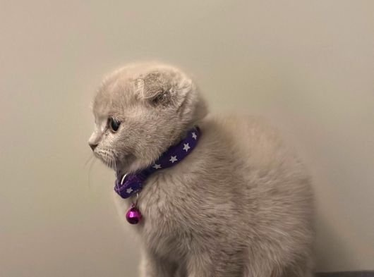 Anotomi Harikası Özel Renk Lilac Scottish Fold görsel
