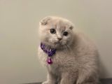 Anotomi harikası özel renk lilac scottish fold