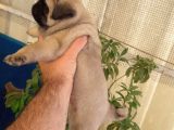 A Kalite Pug Bebekler