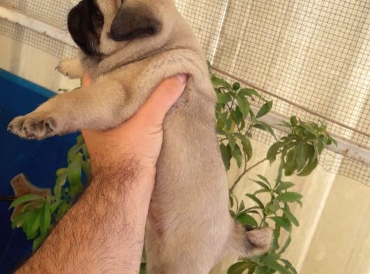 A Kalite Pug Bebekler görsel