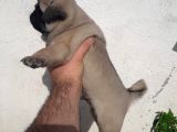 A Kalite Pug Bebekler