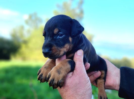 İri Göğüs King Doberman Bebekler görsel