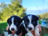 En Zeki Irk Border Collie Bebekler