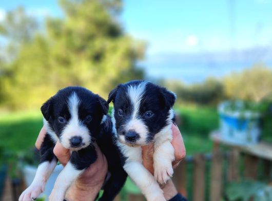 En Zeki Irk Border Collie Bebekler görsel