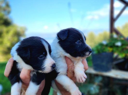 En Zeki Irk Border Collie Bebekler görsel