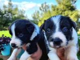 En Zeki Irk Border Collie Bebekler
