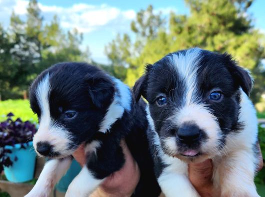En Zeki Irk Border Collie Bebekler görsel