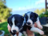 En zeki ırk border collie bebekler