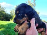 İri göğüs king doberman bebekler