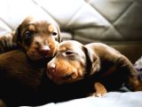 Kızıl renk iri göğüs doberman bebekler