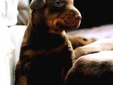 Kızıl Renk Iri Göğüs Doberman Bebekler