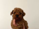 En miniği en oyuncak suratlısı bizde poodle bebekler
