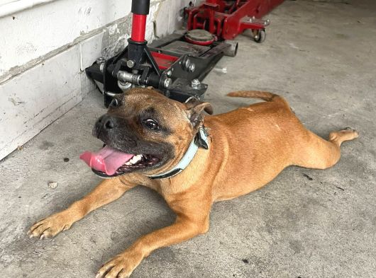 İngiliz Pitbulu Dişi görsel