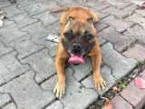 İngiliz Pitbulu Dişi