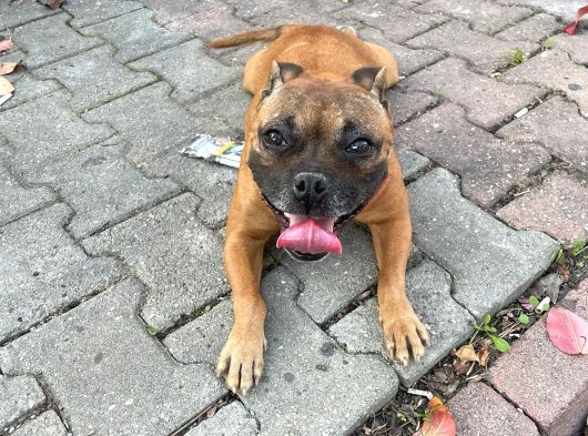 İngiliz Pitbulu Dişi görsel