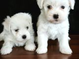 Mini Boy Maltese Terrier Bebekler