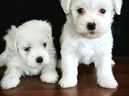 Mini Boy Maltese Terrier Bebekler görsel